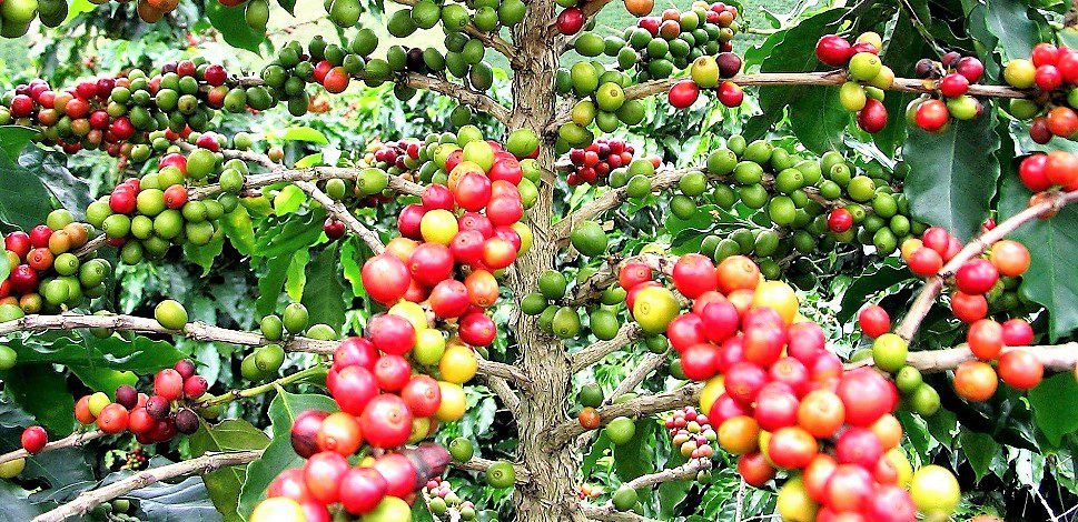 Loic Mpanjo Essembe: “Notre marché boursier s&rsquo;assure de ne pas générer de surcoût, pour l&rsquo;exportateur ou le vendeur”